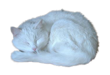 sleeping white cat image. he's very cute